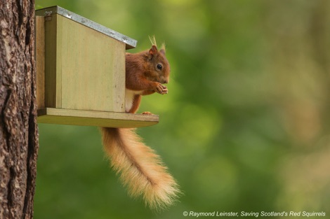Red squirrel on feeder